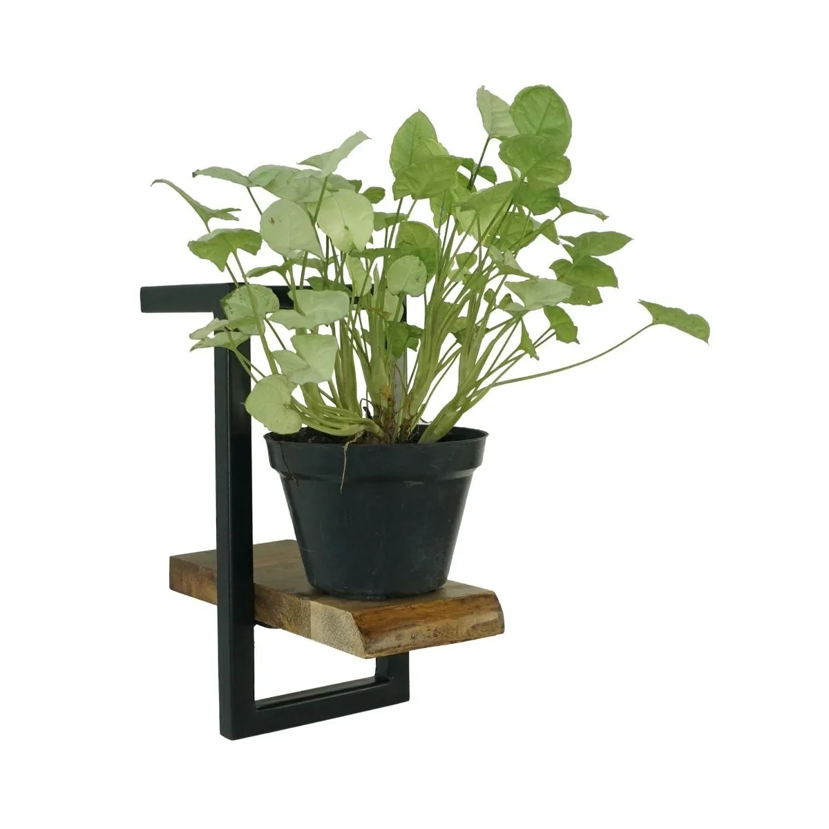 CR Live Edge Shelf 15 cm